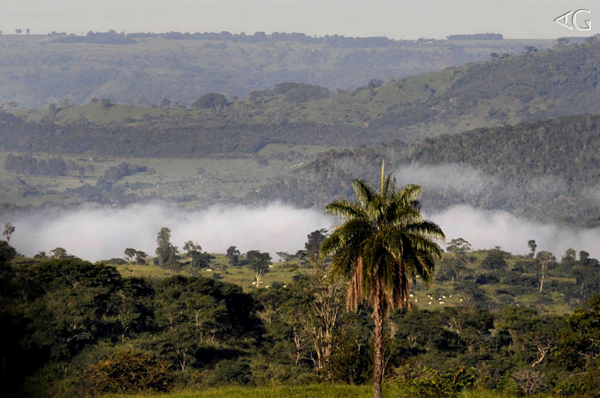 Dia amanhece com fina névoa. A fazenda-sede do programa é uma das poucas com área substancial de mata nativa. | Clique para ampliar