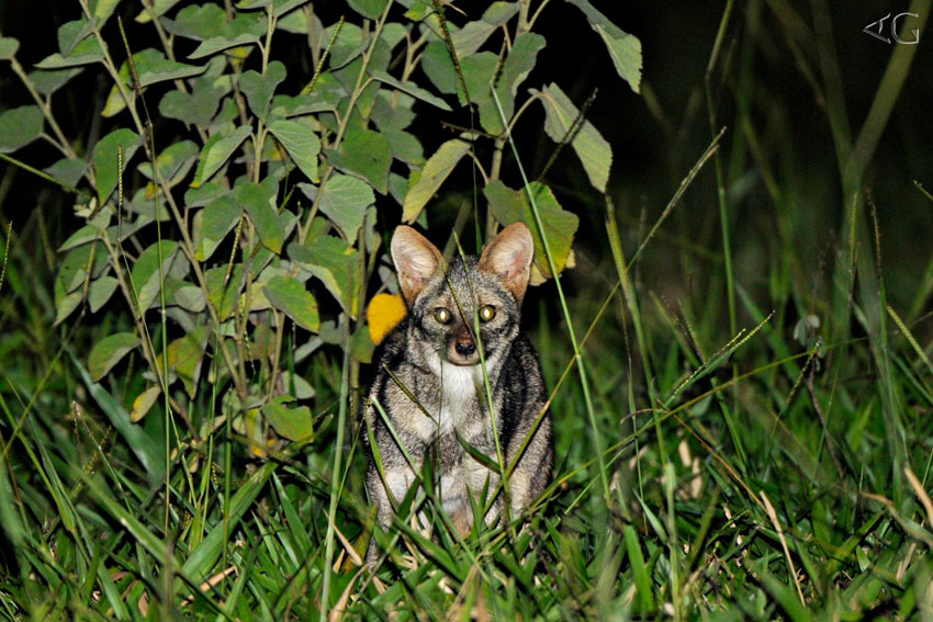 O filhote de Flávia, flagrado saindo da toca.
