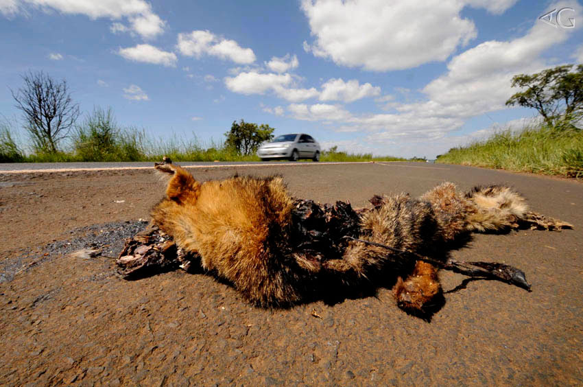 O outro jeito que as gerações futuras poderão vê-la é este, morta atropelada. Está em nossas mãos.