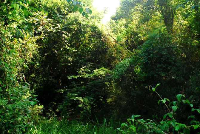 Quase 30 anos depois de fechada, a mata reocupou e fechou por si própria a Estrada do Colono. Foto: SOS Florestas