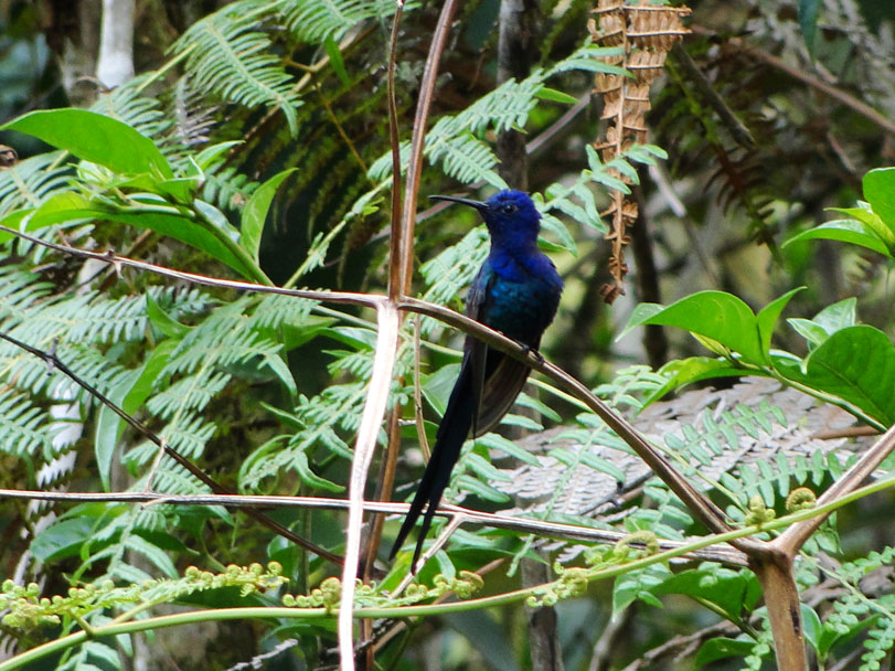 Beija-flor-tesoura. Foto: CG Machado