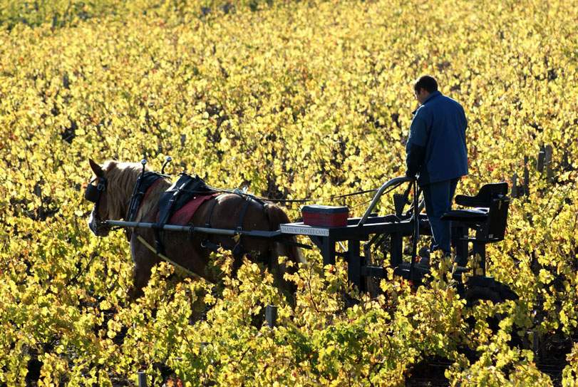 No Chateau Pontet-Canet, para ser "bio" e não agredir o solo, carroças puxadas a cavalo substituíram os tratores. Foto: divulgação
