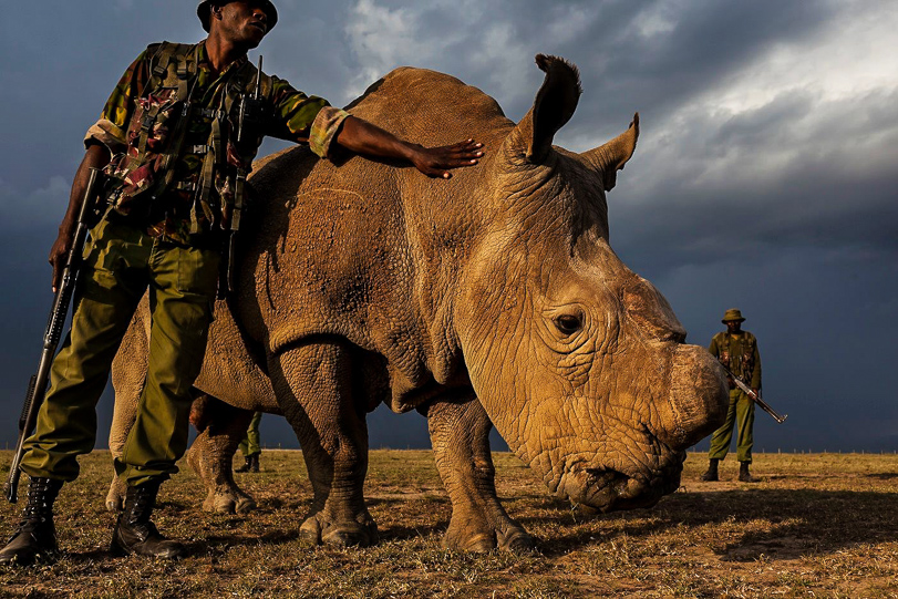 Sem chifres e vigiado. Reforço na segurança mantém último rinoceronte branco do norte macho longe dos caçadores. Foto: Brent Stirton.