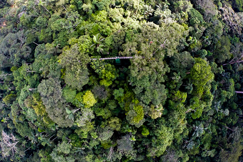 Vista aérea da torre de observação da Estação de Pesquisa Tiputini.