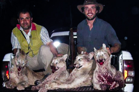 Exemplo de fotos que circulam pela internet exibindo a caça ilegal de Pumas como troféus. Fonte: