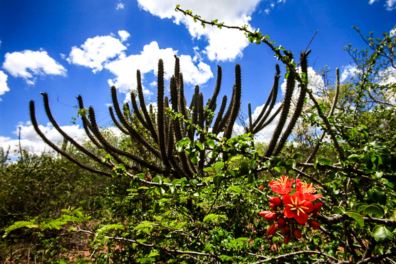 O Bioma Caatinga é Caracterizado Por Apresentar
