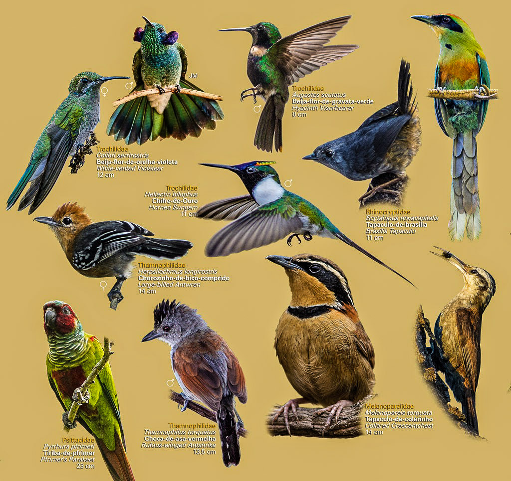 detalhe-1-cerrado-web