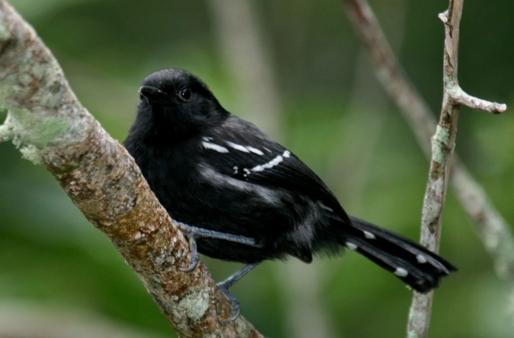 Exemplar adulto macho de Formicivora littoralis, espécie criticamente em perigo de extinção. Foto realizada pelo Prof. Sávio Freire Bruno/Wikimedia Commons