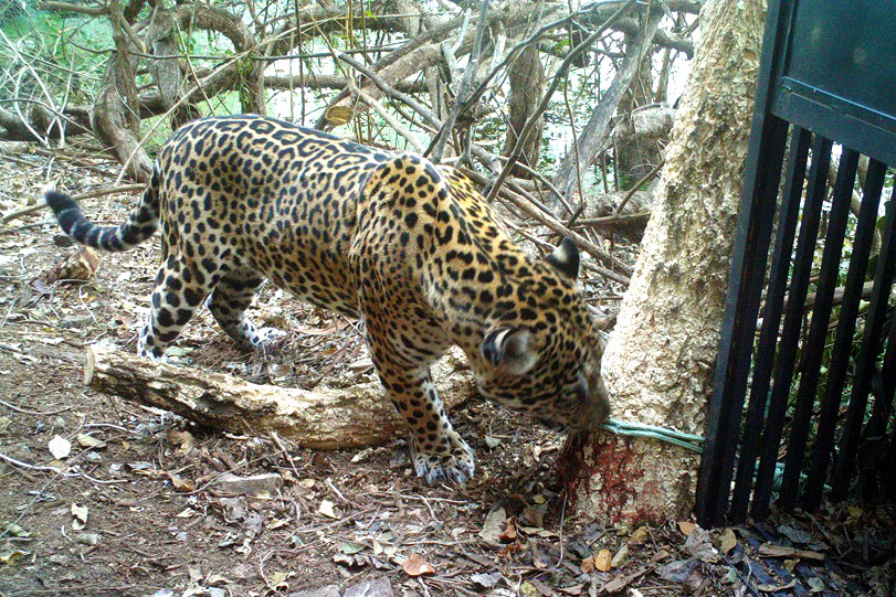 Onça atualmente vivendo na área urbana de Corumbá, em um trecho de vegetação densa em encosta calcária no Forte Junqueira, junto à área central da cidade. Foto obtida com camera-trap. Foto: Walfrido Moraes Tomas