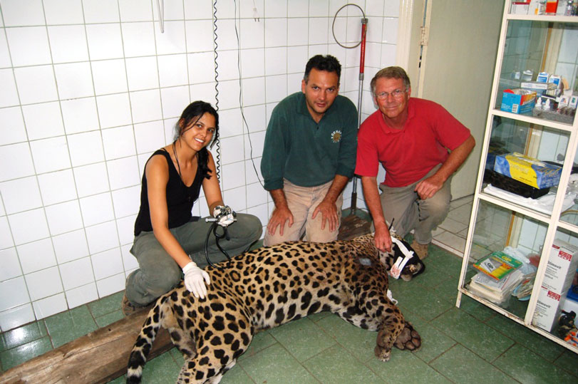 Captura de uma das onças, um macho, em julho de 2006. Na foto, Fabiana Lopes Rocha (então pesquisadora associada à Embrapa Pantanal), Ronaldo Morato (chefe do Cenap), e Peter Crawshaw. Antes de ser anestesiado, o macho havia sido ferido por um soldado da Brigada. Passou por repetidas cirurgias e, infelizmente, morreu meses depois. Foto: Peter Crawshaw Jr.