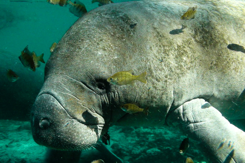 Com água aquecida, usinas de energia da Flórida têm sido essenciais a sobrevivência dos peixes-boi durante o inverno. Foto: