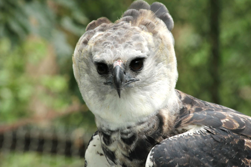 Ele aguardou mais de um ano até que pesquisadores encontrassem um local apropriado para processo de readaptação. Foto: Olivier Jaudoin/PCGR