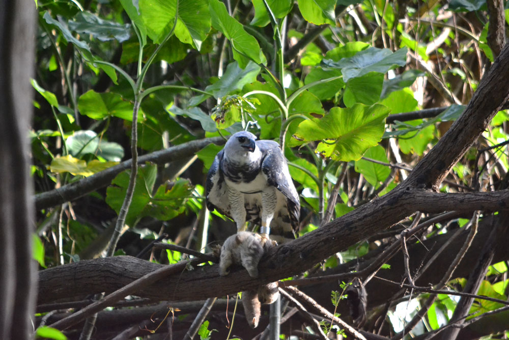 Três dias depois de voltar à liberdade, o gavião-real conseguiu caçar a sua primeira presa, uma preguiça. É a prova de que ele está pronto para viver na floresta. Foto: Jefferson Valsko/ PCGR/INPA