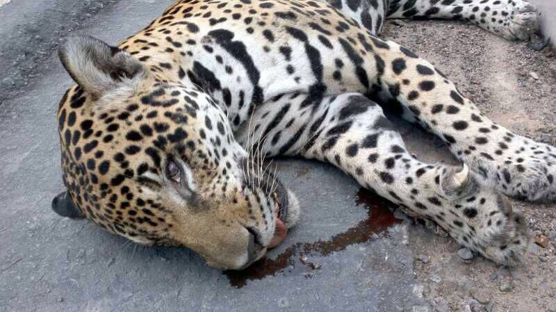 Animal ferido por tiro morreu atropelado na BR174. Crédito das imagens: Ibama