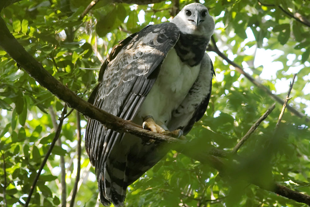 Gavião-real carrega nas costas equipamentos de VHF e também localizadores por satélite: intensão é descobrir a relação entre os deslocamentos e a alimentação dele. Foto: Olivier Jaudoin/PCGR