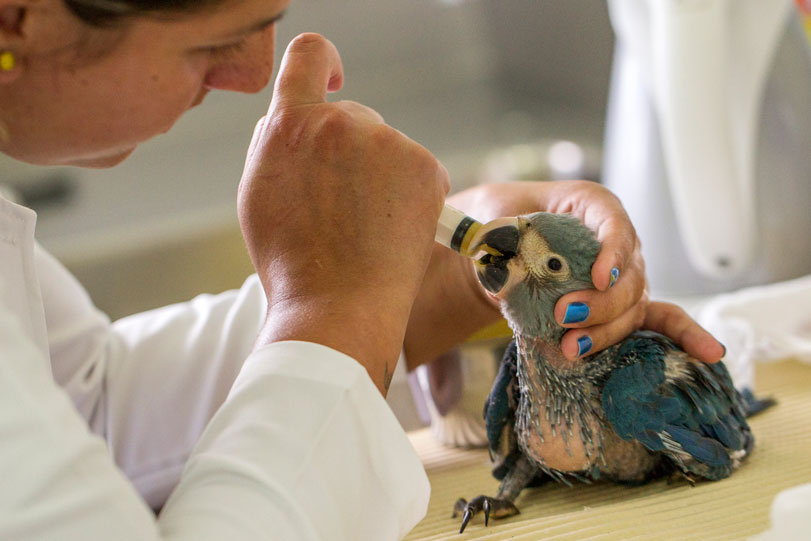 Foto: Leonardo Milano/ICMBio