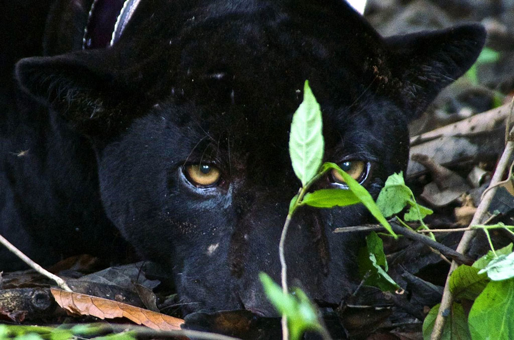 Onça-preta. Foto: Emiliano Esterci Ramalho/ Instituto Mamirauá | Clique para ampliar