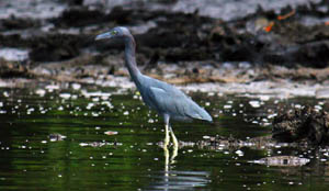 A garça-azul é uma das aves aquáticas mais comuns na Baixada Santista. (Foto: Fábio Olmos)