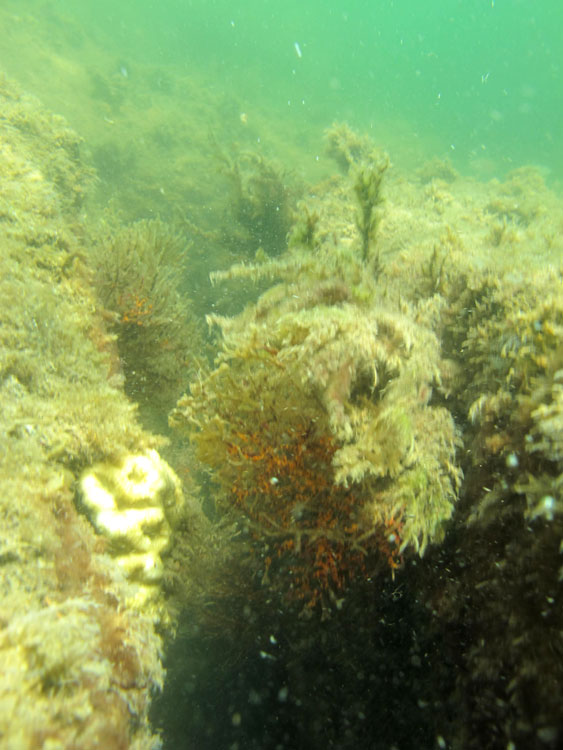 A mesma, com o branqueamento. Foto: Adriana Gomes/ESEC Tamoios