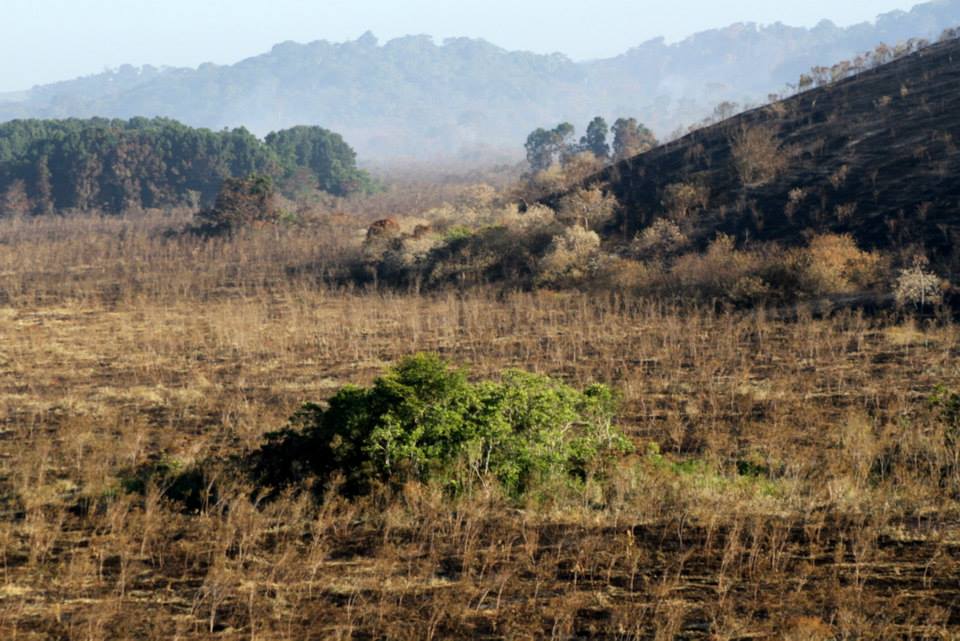Uma pequena área não atingida forma uma ilha em meio a destruição. Foto: Luiz Paulo Ferraz/AMLD.