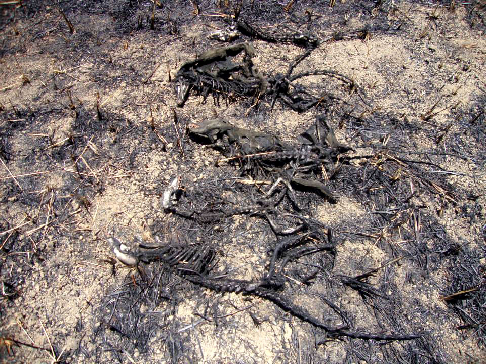 Uma família de quatis morreu queimada. Três outros membros da família foram vistos ainda vivos nas proximidades. Foto: Antônio Bragança/AMLD.