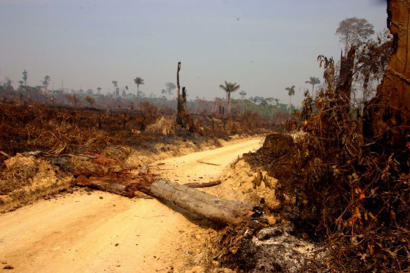 FLONA do Jamanxim. Novo Progresso. Pará. 2007. Foto: