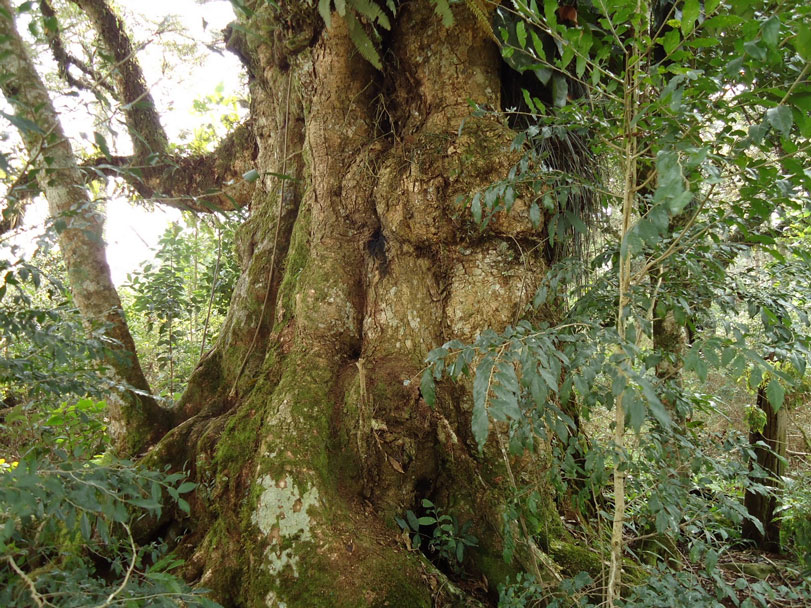 Imbuia centenária. Foto: IELB