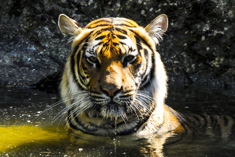 Tigre-indochinês no Zoológico de Berlim. Foto: