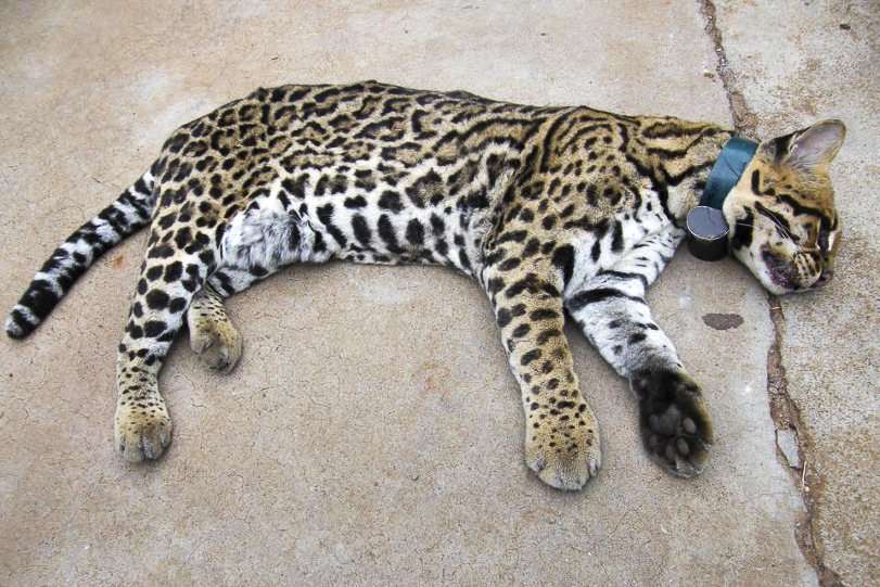 A fêmea adulta morreu atropelada nesta manhã. Foto: Lucas Dagostin e Marcos Moreira/Carnívoros do Iguaçu/Facebook.