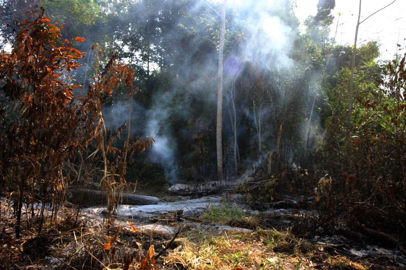 FLONA de Altamira. Itaituba, Pará. Foto: