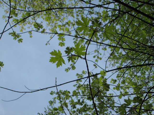 A natureza flori e o planeta sorri. Foto: Duda Menegassi.
