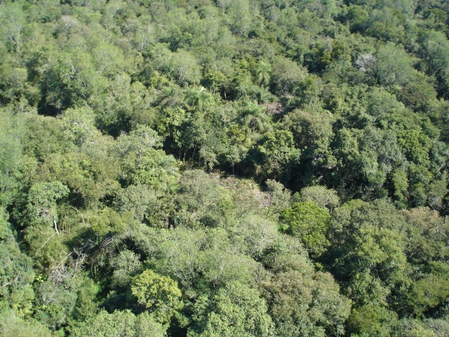 Tomada pela mata. Registro da estrada do colono vista pelo alto, em setembro de 2011. Foto: Adilson Borges.