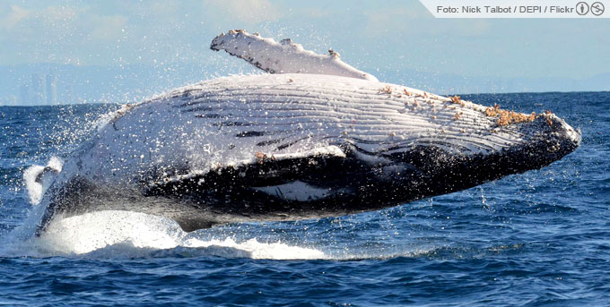 Baleia-jubarte (Megaptera novaeangliae) em pleno salto. Foto: Nick Talbot/Department of Environment & Primary Industries/Flickr