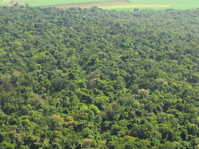 Estrada do colono, fechada desde 2003, já coberta pela vegetação. Foto: Apolonio Rodrigues/ICMBio.
