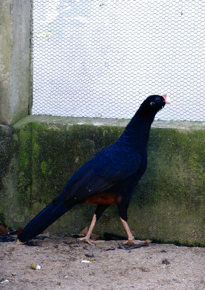 Pauxi mitu no Criadouro Científico e Cultural Poços de Caldas (CCCPC) Autor: Luís Fábio Silveira