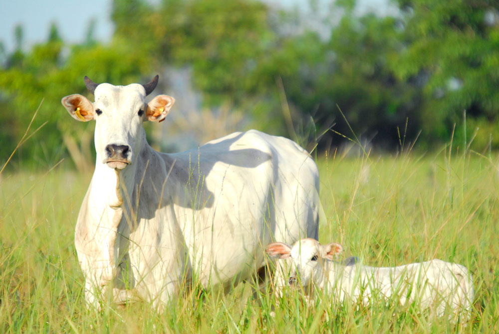 A fazenda possui um programa de melhoramento genético que visa aumentar a produtividade por hectare, diminuindo a necessidade de área desmatada. Fotos: Fernando Angeoletto