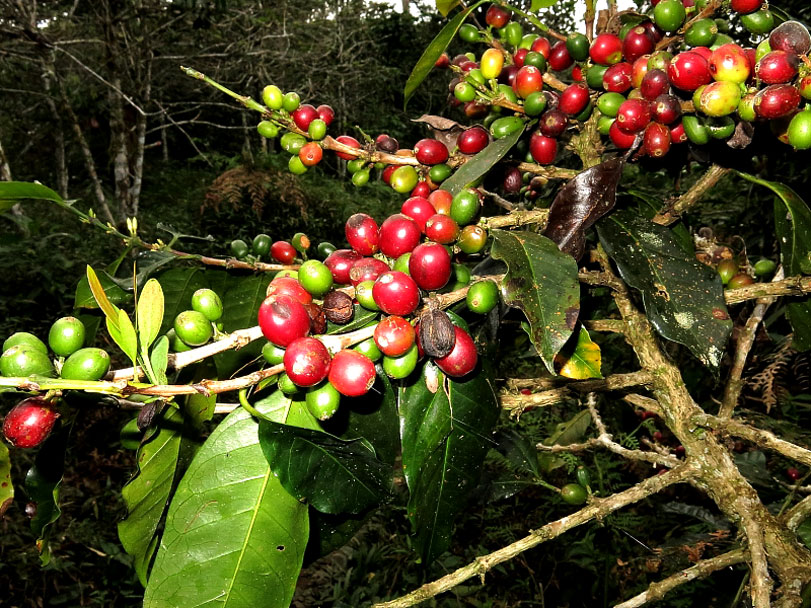 A face de seu Mestre: o café. Foto: Fábio Olmos
