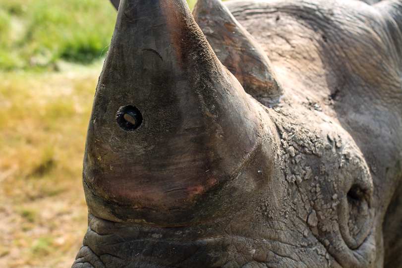 Legenda: Câmera fica instalada dentro do chifre do rinoceronte. Foto: Humane Society International / Divulgação