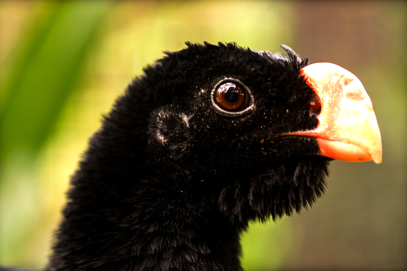 Sobrevivência do mutum-de-alagoas depende da reprodução em cativeiro.