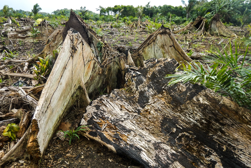 Área de desmatamento recente encontrada pela equipe do Terra-i em viagem de validação de dados. Foto: Terra-i