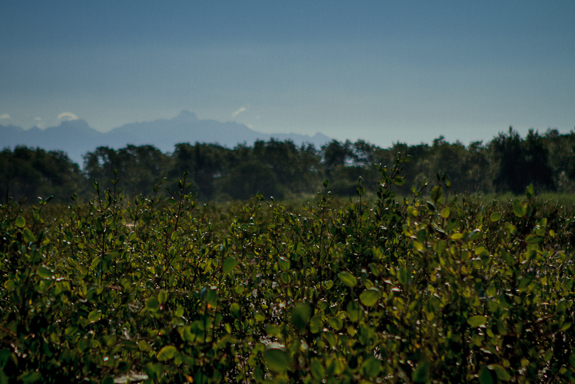 Área de manguezal em recuperação, reflorestada há um ano. A cooperativa usa os sucessivos plantios como berçários para os próximos.