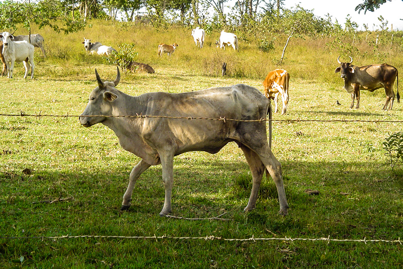 Gado em Alto Alegre (RR), um dos municípios que poderia desmatar mais caso as APAs passem a ser interpretadas como terras de domínio público. Foto: Vandré Fonseca