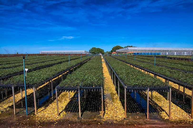 Reflorestamento poderá ser monitorado através de site. Foto:
