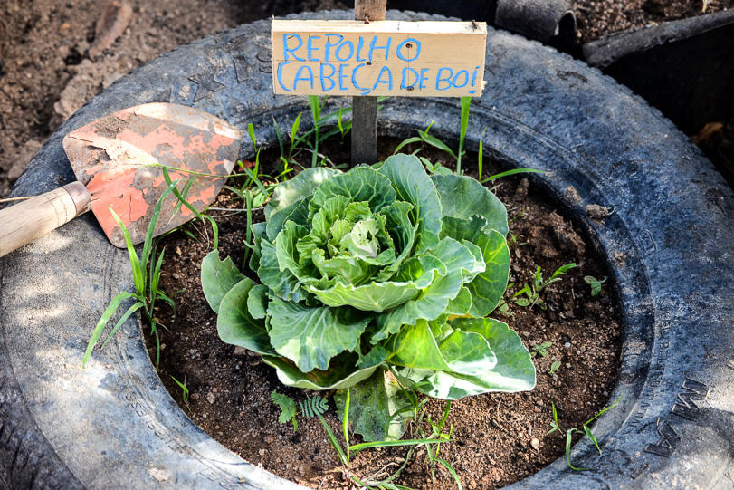 Repolho no quintal. Foto: André Nahur
