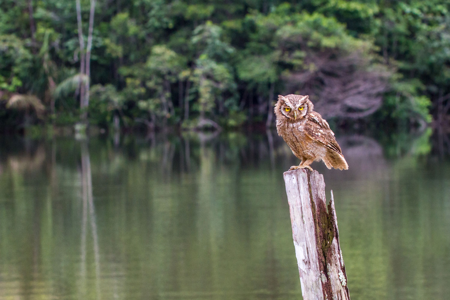 Corujinha-do-mato (Megascops choliba): Essa espécie de coruja chegou no CETAS com a asa quebrada. Após longo período de reabilitação foi microchipada e retornou para a natureza.
