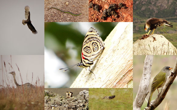 Fauna e flora da Serra.