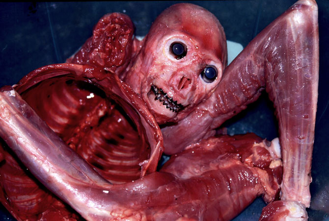 Um muriqui (Brachyteles arachnoides) morto por um caiçara no Sertão do Puruba, em Ubatuba (SP), após devidamente esfolado e esquartejado.