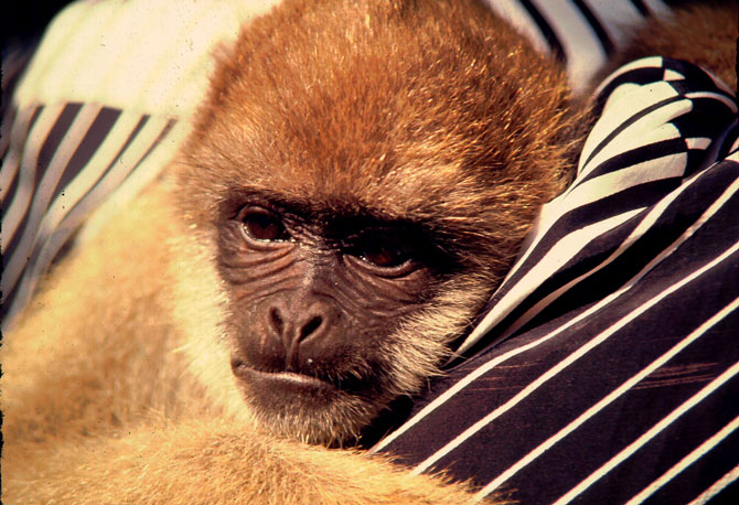 Filhote de Muriqui dado como presente. Foto: Fabio Olmos