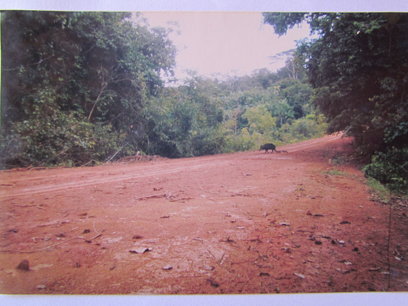 Mãe queixada e filhotes atravessam a BR 230, que corta do Parque Nacional. Foto: Gilberto Nascimento Silva.