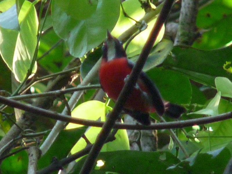 O famoso pássaro ainda sem nome, raridade registrada por Gilberto. Foto: Gilberto Nascimento Silva.